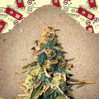 Chem OG (Female Seeds) feminizovan&aacute;