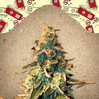 Chem OG (Female Seeds) feminizovan&aacute;