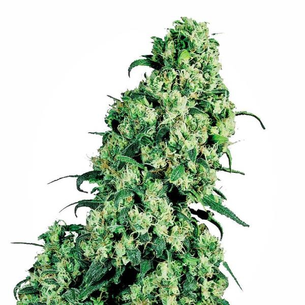 Skunk 1 (White Label) feminizovaná