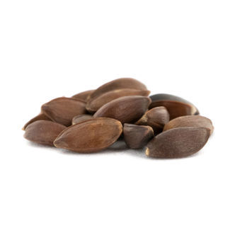 Zelen&yacute; mormonsk&yacute; čaj | Semena Ephedra viridis