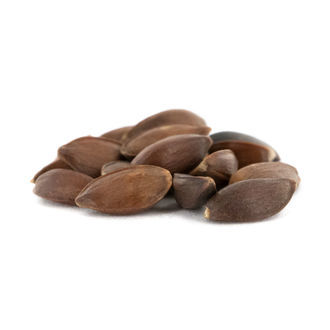 Zelen&yacute; mormonsk&yacute; čaj | Semena Ephedra viridis