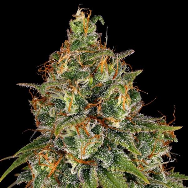 Strawberry AKeil (Serious Seeds) feminizovaná