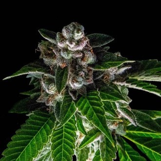 Bakers Delight (DNA Genetics) feminizovan&aacute;