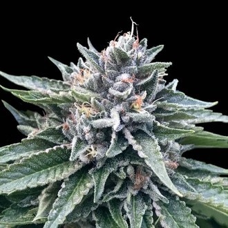 Sorbet 4 (DNA Genetics) feminizovan&aacute;
