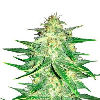 Lemon AK Auto (FastBuds) feminizovan&aacute;