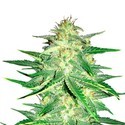 Lemon AK Auto (FastBuds) feminizovaná