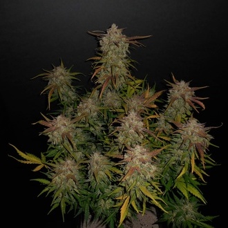 Lemon AK Auto (FastBuds) feminizovaná