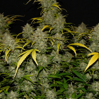 Gelato Auto (FastBuds) feminizovaná