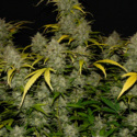 Gelato Auto (FastBuds) feminizovaná