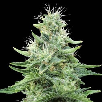 Gorilla Candy (Eva Seeds) feminizovan&aacute;