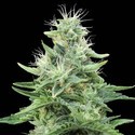 Gorilla Candy (Eva Seeds) feminizovaná