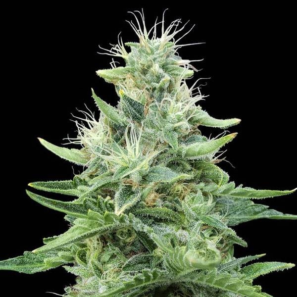 Gorilla Candy (Eva Seeds) feminizovaná