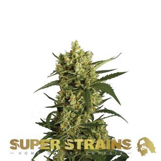 Crackers (Super Strains) feminizovan&aacute;