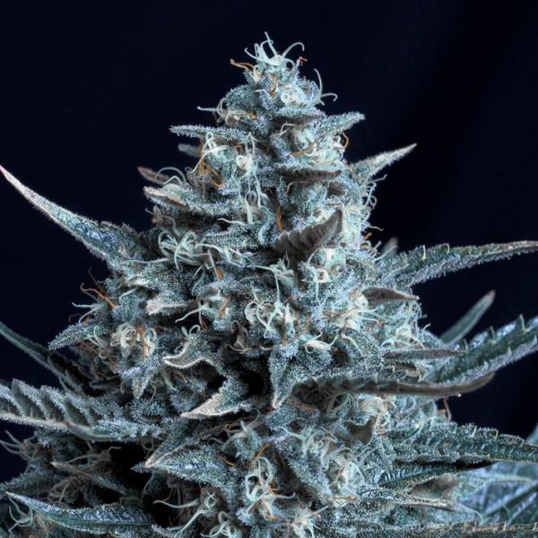 Blubonik (Genehtik Seeds) feminizovaná