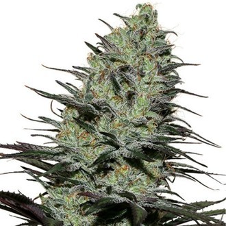 Morpheus (Buddha Seeds) feminizovaná