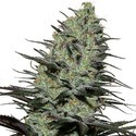 Morpheus (Buddha Seeds) feminizovaná