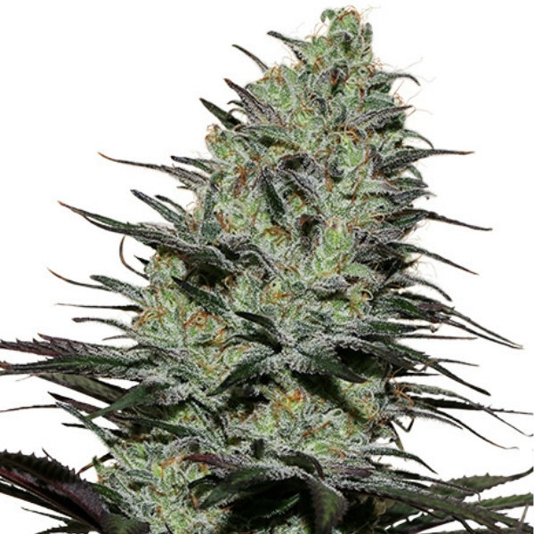 Morpheus (Buddha Seeds) feminizovaná