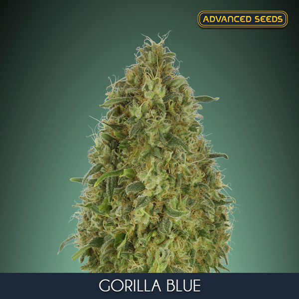 Gorilla Blue (Advanced Seeds) feminizovaná
