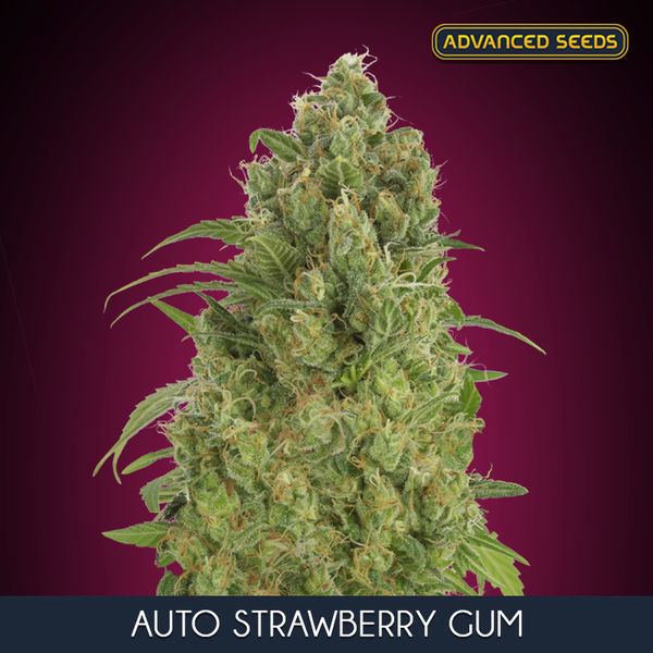 Auto Strawberry Gum (Advanced Seeds) feminizovaná