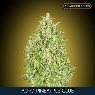 Auto Pineapple Glue (Advanced Seeds) feminizovan&aacute;