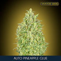 Auto Pineapple Glue (Advanced Seeds) feminizovaná
