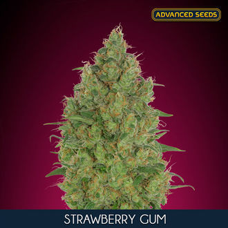 Strawberry Gum (Advanced Seeds) feminizovan&aacute;