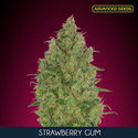 Strawberry Gum (Advanced Seeds) feminizovaná