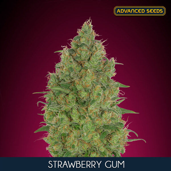 Strawberry Gum (Advanced Seeds) feminizovaná