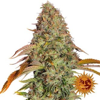 Zkittlez OG Samonakv&eacute;tac&iacute; (Barney's Farm) feminizovan&aacute;