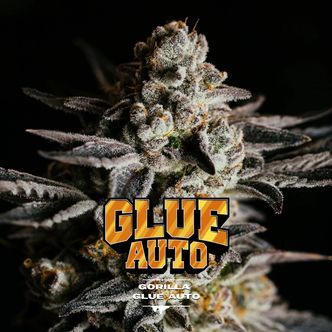 GG#4 Auto (BSF Seeds) feminizovan&aacute;