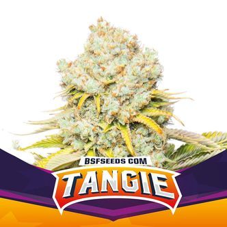 Tangie (BSF Seeds) feminizovan&aacute;