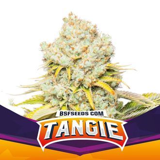 Tangie (BSF Seeds) feminizovan&aacute;