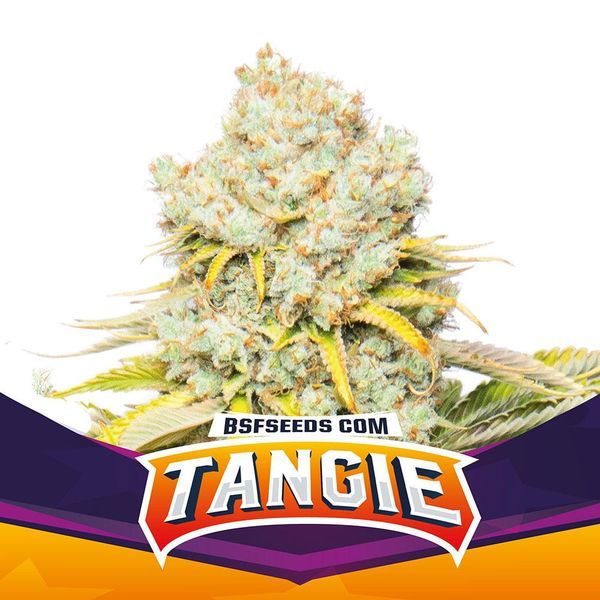Tangie (BSF Seeds) feminizovaná