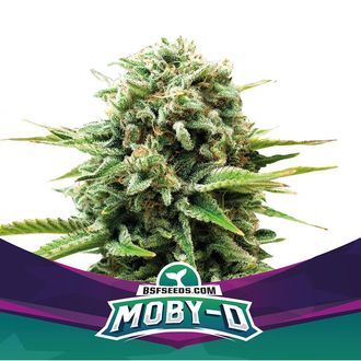 Moby-D (BSF Seeds) feminizovan&aacute;