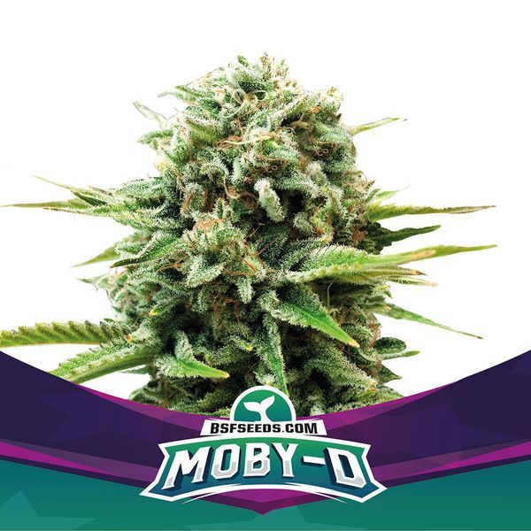 Moby-D (BSF Seeds) feminizovaná
