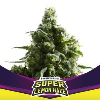 Super Lemon Haze (BSF Seeds) feminizovan&aacute;