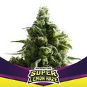 Super Lemon Haze (BSF Seeds) feminizovaná