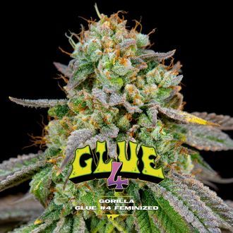 GG#4 (BSF Seeds) feminizovan&aacute;