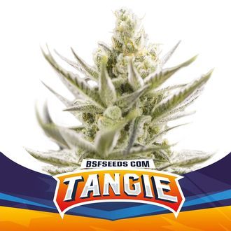 Tangie XXL Auto (BSF Seeds) feminizovan&aacute;