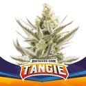 Tangie XXL Auto (BSF Seeds) feminizovaná