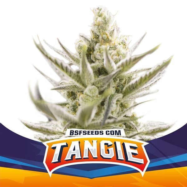 Tangie XXL Auto (BSF Seeds) feminizovaná