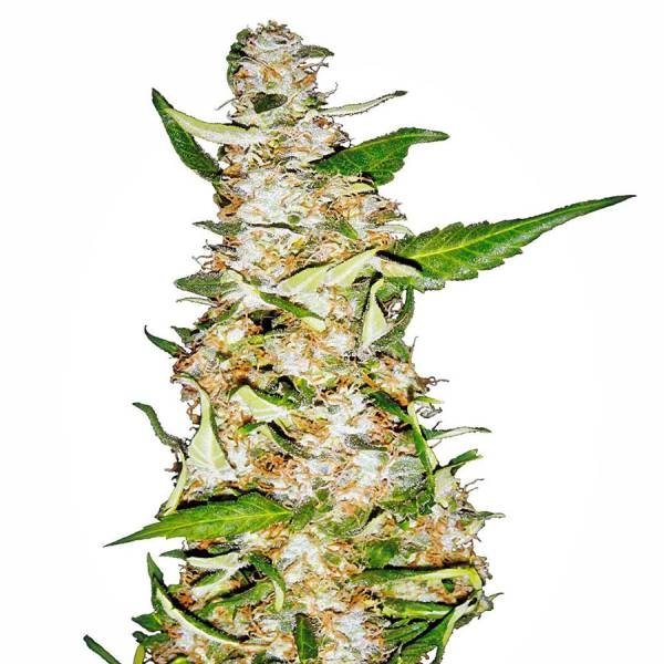Skunk 1 Samonakvétací (White Label) feminizovaná
