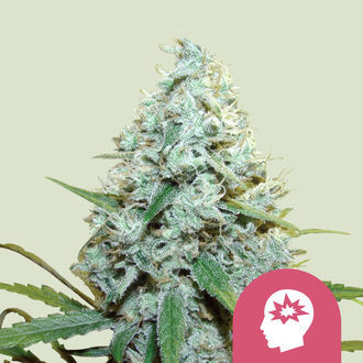 AMG - Amnesia Mac Ganja (Royal Queen Seeds) feminizovan&aacute;