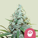 AMG - Amnesia Mac Ganja (Royal Queen Seeds) feminizovaná