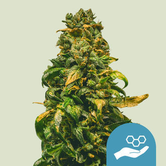 Solomatic CBD (Royal Queen Seeds) feminizovan&aacute;