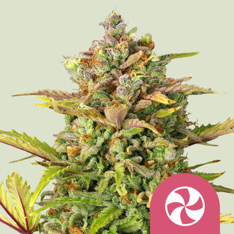 Sweet ZZ (Royal Queen Seeds) feminizovan&eacute;