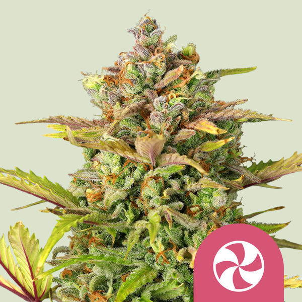 Sweet ZZ (Royal Queen Seeds) feminizované