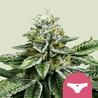 Sherbet Queen (Royal Queen Seeds) feminizovan&aacute;