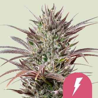 North Thunderfuck (Royal Queen Seeds) feminizovan&aacute;
