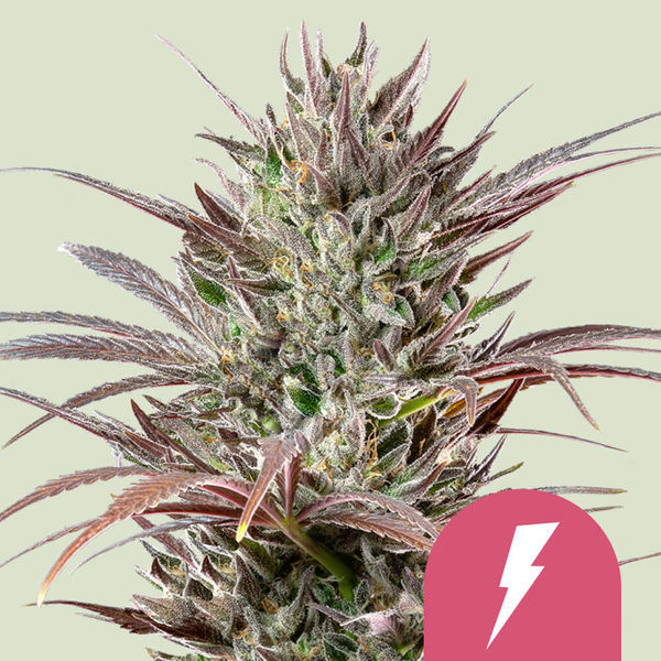 North Thunderfuck (Royal Queen Seeds) feminizovaná